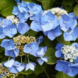 Japan Photo Archive: Part One