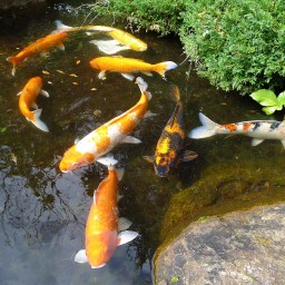 Japan Photo Archive: Part Two