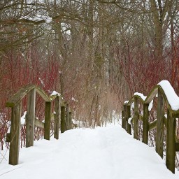 Self-Guided Woods Walk at Chicago Botanic Garden