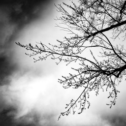 Maple Syrup Hikes at Ryerson Woods