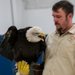 Eagle Watch Weekend at Starved Rock